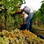 Caporalato nei vigneti, processo in arrivo: Castagnole delle Lanze al centro dell'inchiesta