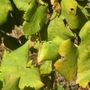 Flavescenza dorata: secondo trattamento obbligatorio entro il 30 giugno