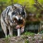 Immagine di archivio di un lupo predatore