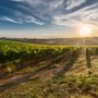 Export distretti piemontesi: Asti brilla nel vino, 2024 da record regionale