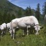 Coldiretti Piemonte: dal 15 maggio sostegni per la razza Piemontese