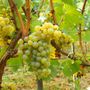 Resa del moscato, anche Coldiretti respinge il taglio a ottanta quintali