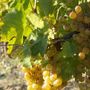 Consorzio Asti DOCG: proposta rese a 85 quintali per ettaro per la prossima vendemmia