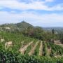 Resa del moscato, Coldiretti Asti frena i trionfalismi dopo la mediazione