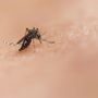National institute of allergy and infectious diseases- tramite Unsplash