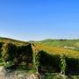 Vigneti di Moscato