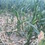 Siccità, già oltre 30 milioni il conto per l’agricoltura: il più colpito il mais