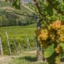 La mappa del vino, i vigneti piemontesi sono 1,6 °C più caldi rispetto alla Rioja La mappa del vino, i vigneti piemontesi sono 1,6 °C più caldi rispetto alla Rioja