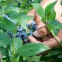 Dalla terra al consumatore: la filiera corta di Joinfruit