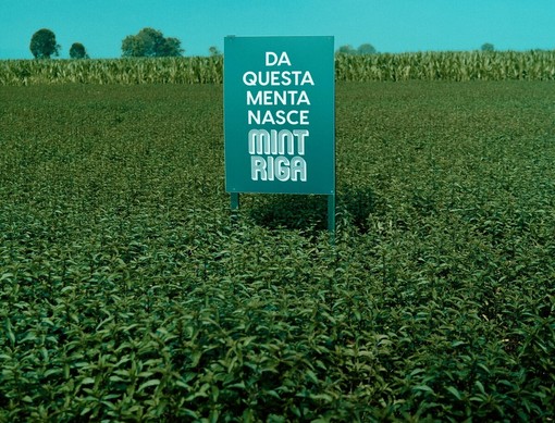 Mintriga: tutte le declinazioni della menta