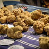 Fiera Regionale del Tartufo Bianco del Monferrato: il sapore del fungo ipogeo monferrino a Cortazzone Fiera Regionale del Tartufo Bianco del Monferrato: il sapore del fungo ipogeo monferrino a Cortazzone