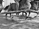 Ph Merfephoto