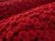 Viarigi dà il via a "Rosso di Rose 2026": un mese di cultura e natura in collina