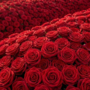 Viarigi dà il via a "Rosso di Rose 2026": un mese di cultura e natura in collina