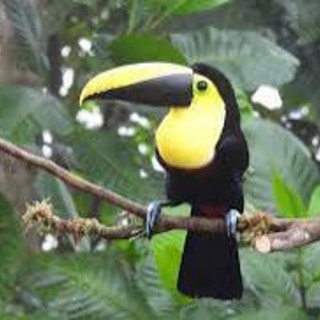 Fondazione Otonga, ad Asti una conferenza sulla biodiversità in Ecuador
