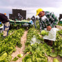 In Piemonte stop al lavoro per braccianti ed operai sotto il sole