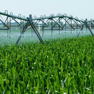 Emergenza caldo e siccità in Piemonte, Confagricoltura: "Servono interventi urgenti"