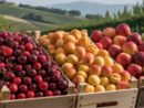 Stagione estiva positiva per l'ortofrutta piemontese: le cooperative chiudono con il sorriso Stagione estiva positiva per l'ortofrutta piemontese: le cooperative chiudono con il sorriso