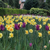 Al castello di Piea torna “il narciso incantato”, tra fiori ed eventi fino al 3 maggio Al castello di Piea torna “il narciso incantato”, tra fiori ed eventi fino al 3 maggio