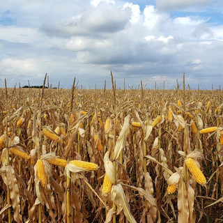 Mais in Piemonte, l'allarme di Confagricoltura: aumento dei fertilizzanti, costi alle stelle per 7,6 milioni di euro