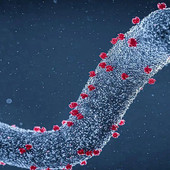 Sospetto caso di Marburg virus, il tampone ha dato esito negativo