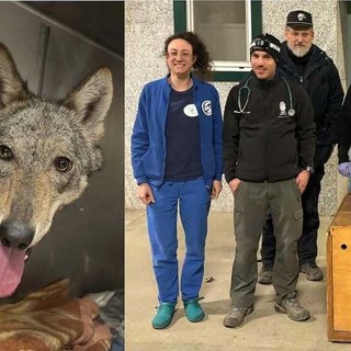 Catturata a Novi Ligure la giovane lupa confidente