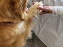 La Pet Therapy arriva all'hospice di Nizza Monferrato