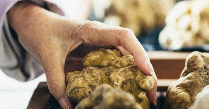 Moncalvo si prepara alla Fiera del Tartufo: tre giorni tra sapori, show cooking e novità immersive
