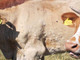 Dermatite nodulare bovina: sale la preoccupazione degli allevatori piemontesi