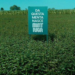 Mintriga: tutte le declinazioni della menta