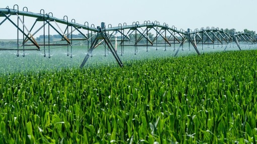 Emergenza caldo e siccità in Piemonte, Confagricoltura: "Servono interventi urgenti" Emergenza caldo e siccità in Piemonte, Confagricoltura: "Servono interventi urgenti"