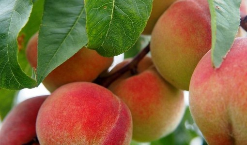 Ortofrutta piemontese in crisi, l'allarme di Confagricoltura per salvare il settore