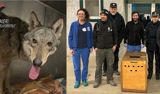 Catturata a Novi Ligure la giovane lupa confidente