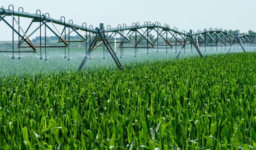 Emergenza caldo e siccità in Piemonte, Confagricoltura: "Servono interventi urgenti"