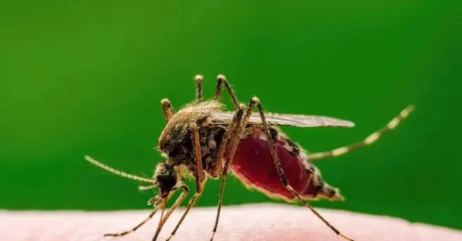 Ad Asti caso di West nile in uomo di ottantacinque anni, ricoverato in Rianimazione