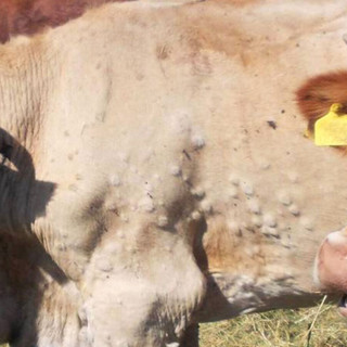 Dermatite nodulare bovina: sale la preoccupazione degli allevatori piemontesi