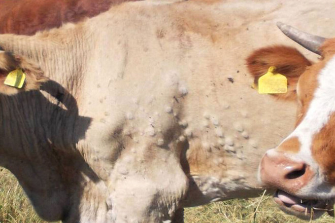 Dermatite nodulare bovina: sale la preoccupazione degli allevatori piemontesi