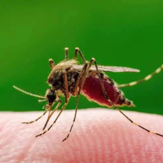 Ad Asti caso di West nile in uomo di ottantacinque anni, ricoverato in Rianimazione