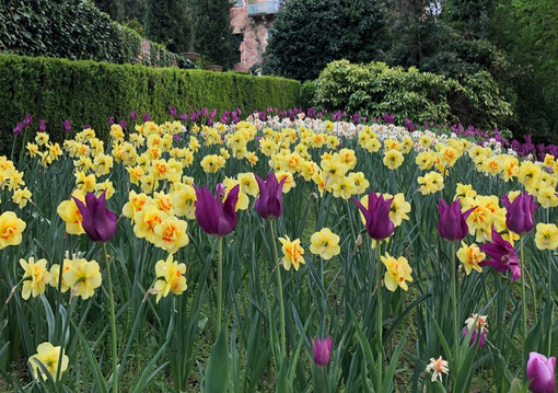 Al castello di Piea torna “il narciso incantato”, tra fiori ed eventi fino al 3 maggio
