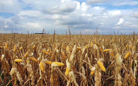 Mais in Piemonte, l'allarme di Confagricoltura: aumento dei fertilizzanti, costi alle stelle per 7,6 milioni di euro