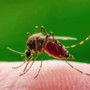 Ad Asti caso di West nile in uomo di ottantacinque anni, ricoverato in Rianimazione