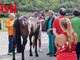Il cavallo di Moncalvo (Merphefoto)