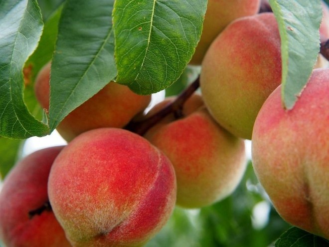 Ortofrutta piemontese in crisi, l'allarme di Confagricoltura per salvare il settore Ortofrutta piemontese in crisi, l'allarme di Confagricoltura per salvare il settore