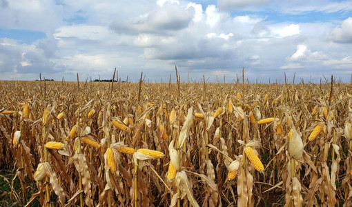 Mais in Piemonte, l'allarme di Confagricoltura: aumento dei fertilizzanti, costi alle stelle per 7,6 milioni di euro Mais in Piemonte, l'allarme di Confagricoltura: aumento dei fertilizzanti, costi alle stelle per 7,6 milioni di euro