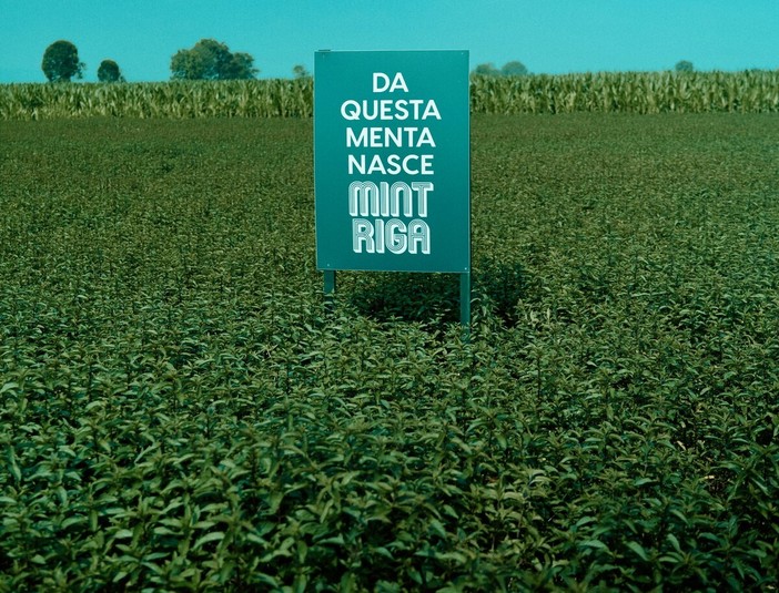 Mintriga: tutte le declinazioni della menta