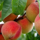 Ortofrutta piemontese in crisi, l'allarme di Confagricoltura per salvare il settore