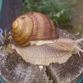 Si fa presto a dire “Lumaca di Borgo”: un giovane alle prese con una sfida complessa Si fa presto a dire “Lumaca di Borgo”: un giovane alle prese con una sfida complessa