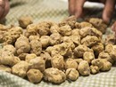 Tartufo bianco (foto d'archivio) Tartufo bianco (foto d'archivio)