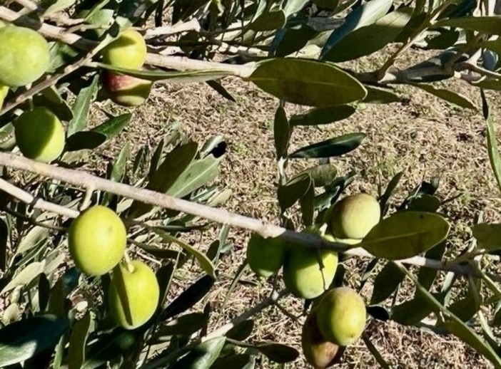 Oliveti Giachino: l’eccellenza dell’olio tra le colline torinesi Oliveti Giachino: l’eccellenza dell’olio tra le colline torinesi