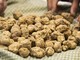 Tartufo bianco (foto d'archivio)